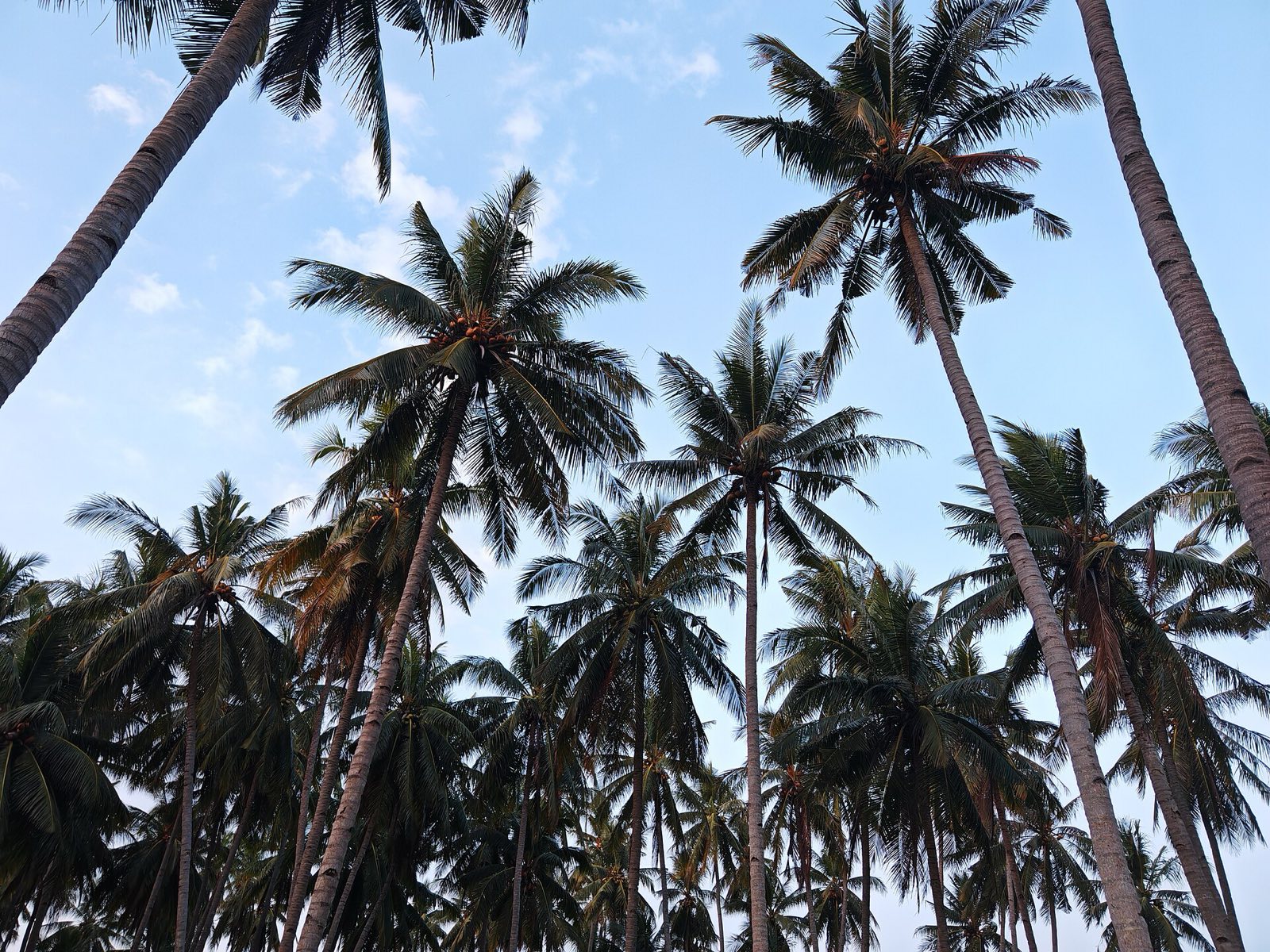 Rows of coconut palms against a blue sky in Banyuwangi, East Java