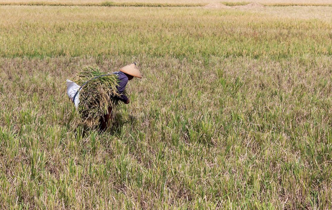 A farmer carrying harvested rice across a field